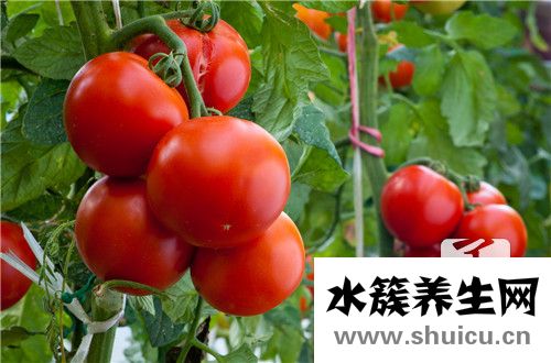 圣女果和西紅柿的區(qū)別