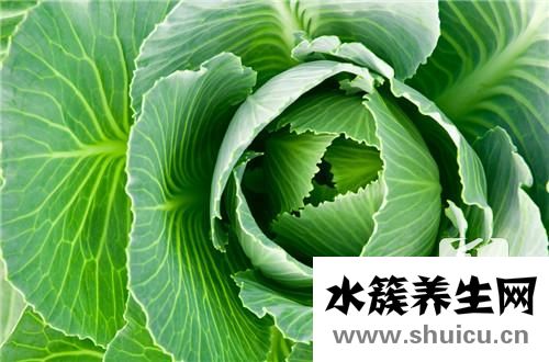 甘藍和包菜的區別