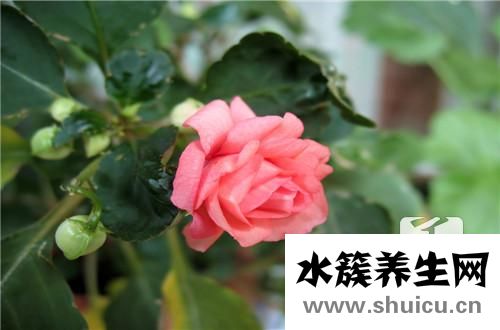 扶桑花的養殖方法和注意事項