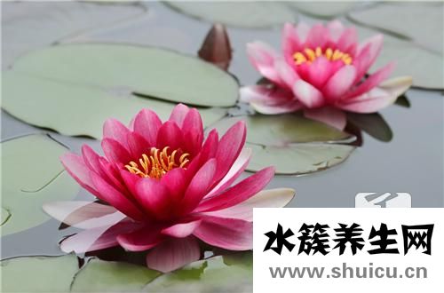 扶桑花的養殖方法和注意事項