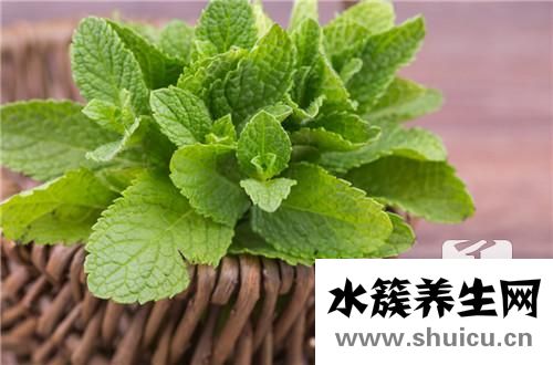 蒲公英功效與作用