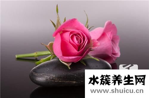 月季花與玫瑰花的區別