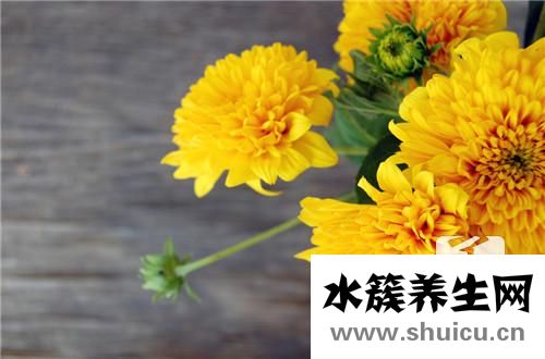 昆侖胎菊的功效與作用