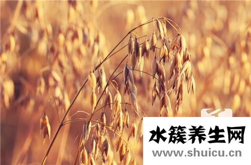 春小麥和冬小麥的區別