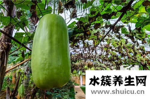 冬瓜汁的功效與作用