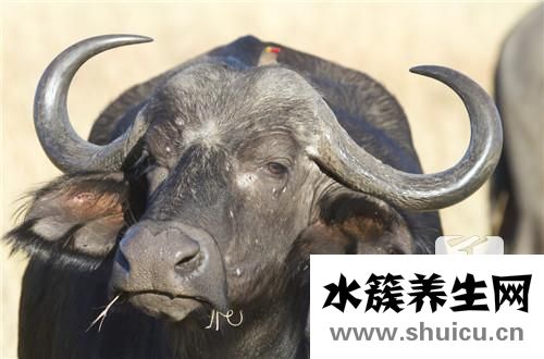 牛尾湯的功效與作用