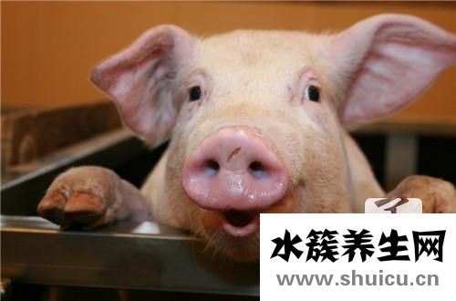 豬血的功效與作用