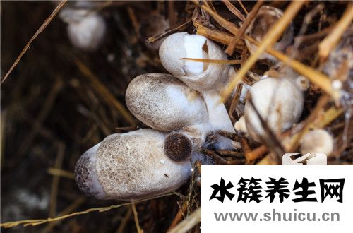 草菇怎么做好吃