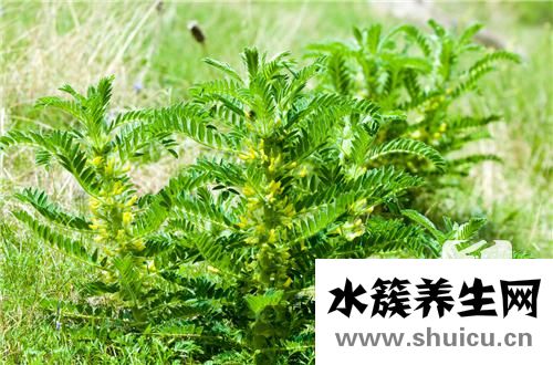 西洋參枸杞泡水喝的功效