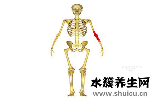 人體有多少塊骨頭