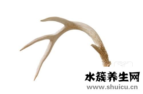 鹿茸粉的功效與作用