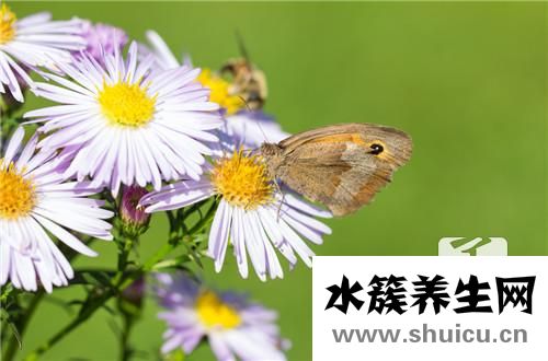 萬壽菊的功效與作用