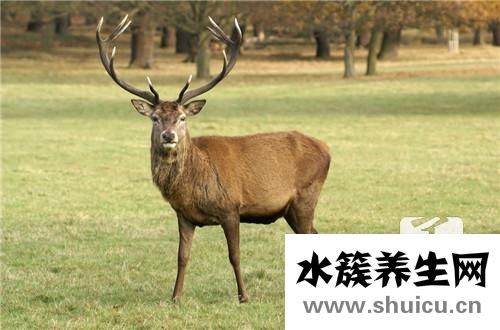 鹿茸粉的功效與作用