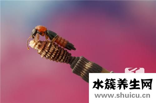 裂頭蚴寄生蟲(chóng)