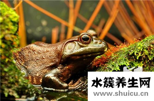 裂頭蚴寄生蟲(chóng)