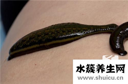 如何快速降低轉氨酶