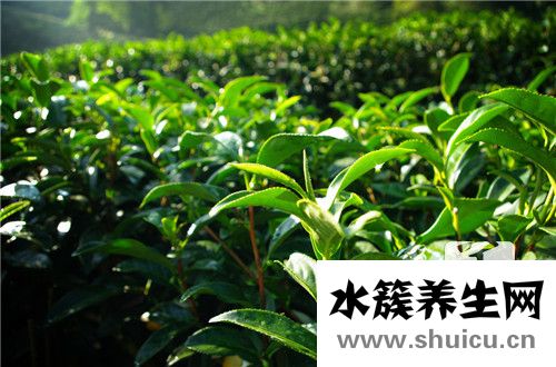 喝花茶的好處和壞處