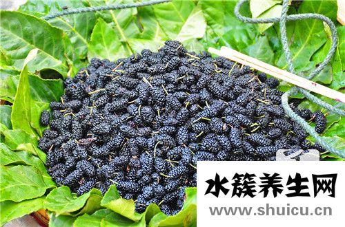 黑桑葚干的功效與作用