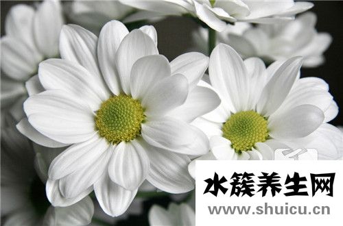 甜葉菊的功效與作用