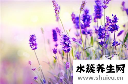 薰衣草精油的作用