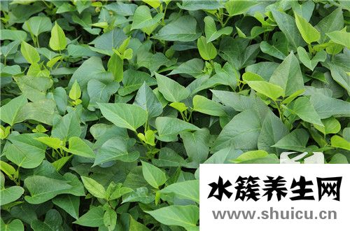 番薯發芽能吃嗎