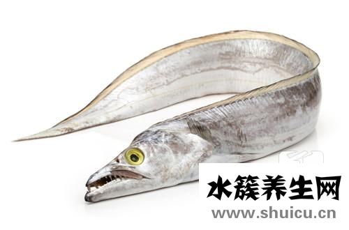 鋼針魚
