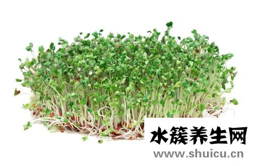 綠豆芽的營養價值