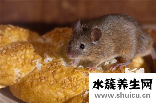 滅鼠好方法
