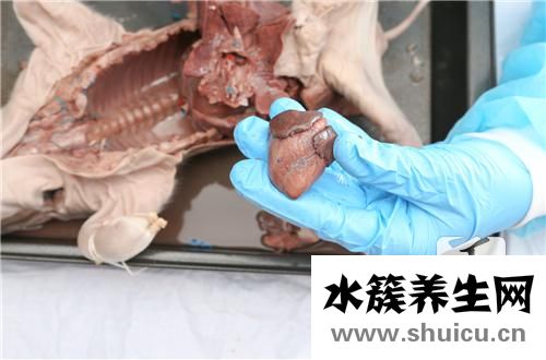 豬心的做法大全