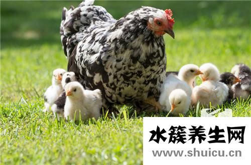 雞內(nèi)金的功效