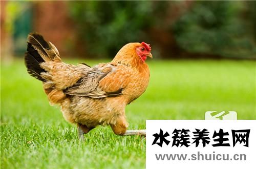 老母雞湯的功效