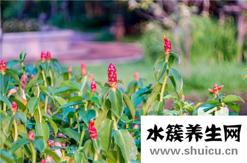 草紅花的功效與作用