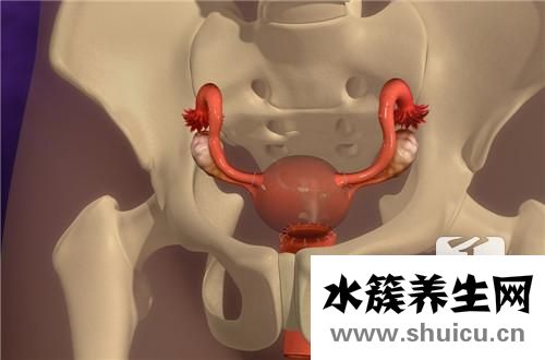 膽囊息肉吃什么藥