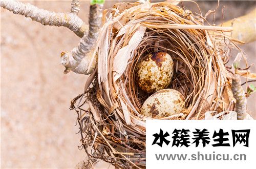 鵪鶉蛋的營養價值