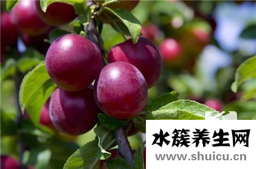 火龍果是仙人掌的果實嗎