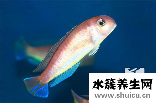 金槍魚刺身