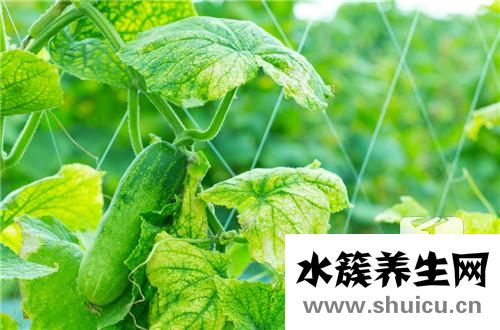 絲瓜水的功效與作用