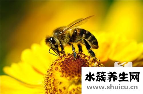 蜂房的功效與作用