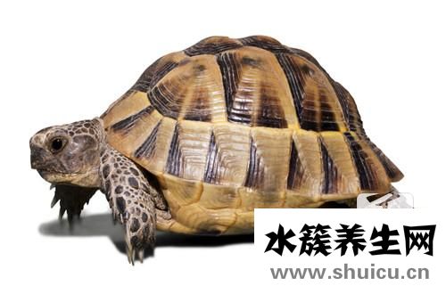 陰虛火旺吃什么藥