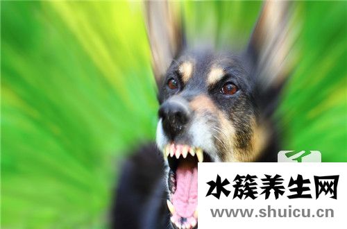 狂犬病病毒