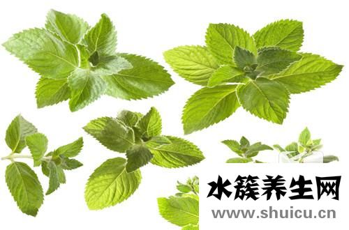 薄荷葉