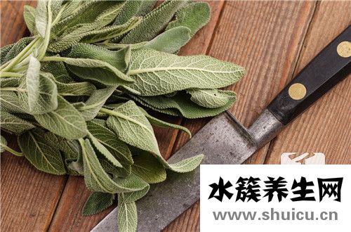 薄荷葉的功效與作用