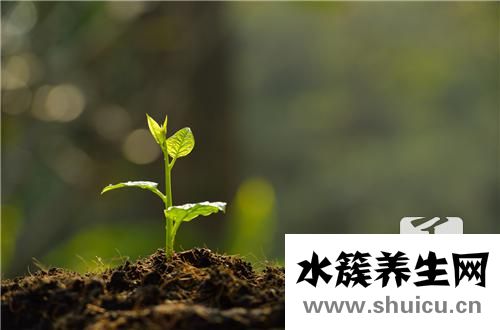 草木灰的主要成分