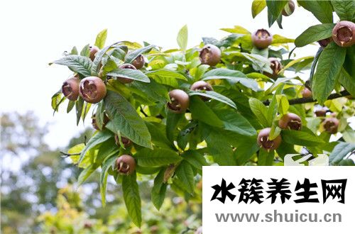 黑枸杞的功效與作用