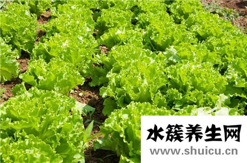 粉條的做法大全