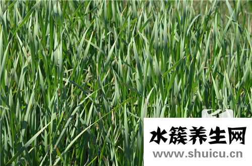 蒲公英根的功效與作用