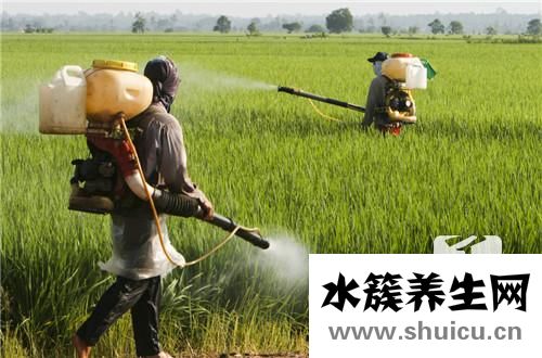 家里有白蟻的跡象圖片