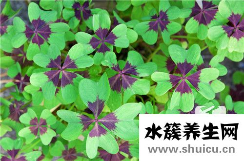 干魚腥草的功效與作用