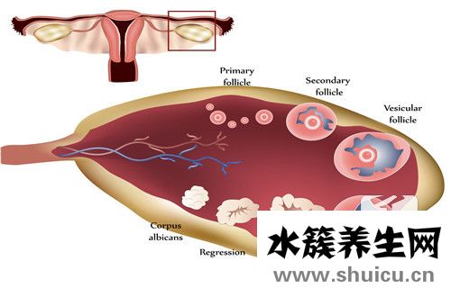 測卵泡最佳時間