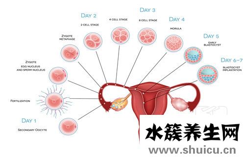 吃什么促進卵泡發育